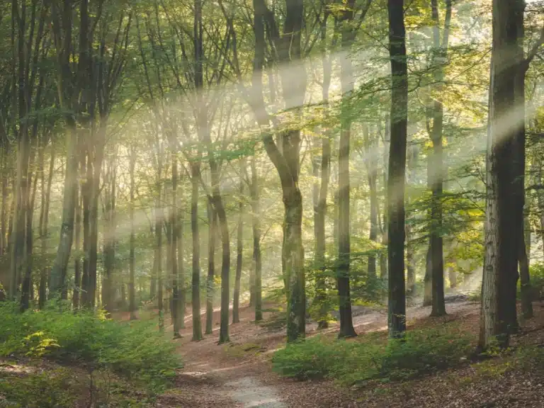 kenjekracht-bos