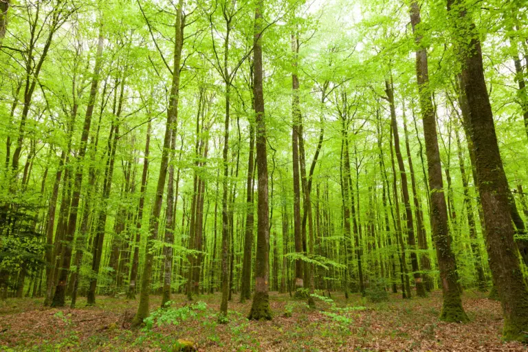 kenjekracht-bos_result